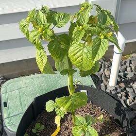 Photo of the plant species Tomatillo 'Tamayo' by @SwellFanpalm80 named Beckham on Greg, the plant care app