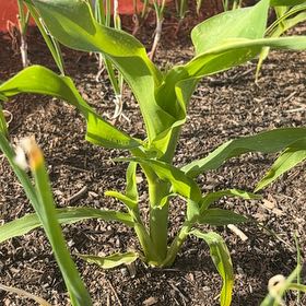 Photo of the plant species Corn by @SwellFanpalm80 named Marley on Greg, the plant care app