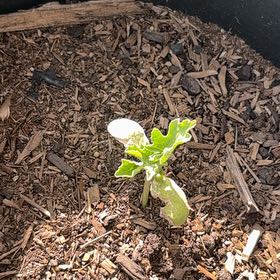 Photo of the plant species Watermelon by @SwellFanpalm80 named Morgan Treeman on Greg, the plant care app