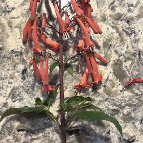 Photo of the plant species Cardinal Flower by @StandupPuriri39 named Sproutacus on Greg, the plant care app