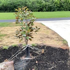 Photo of the plant species Teddy Bear Magnolia by @ProFlatpea93 named Teddy bear on Greg, the plant care app