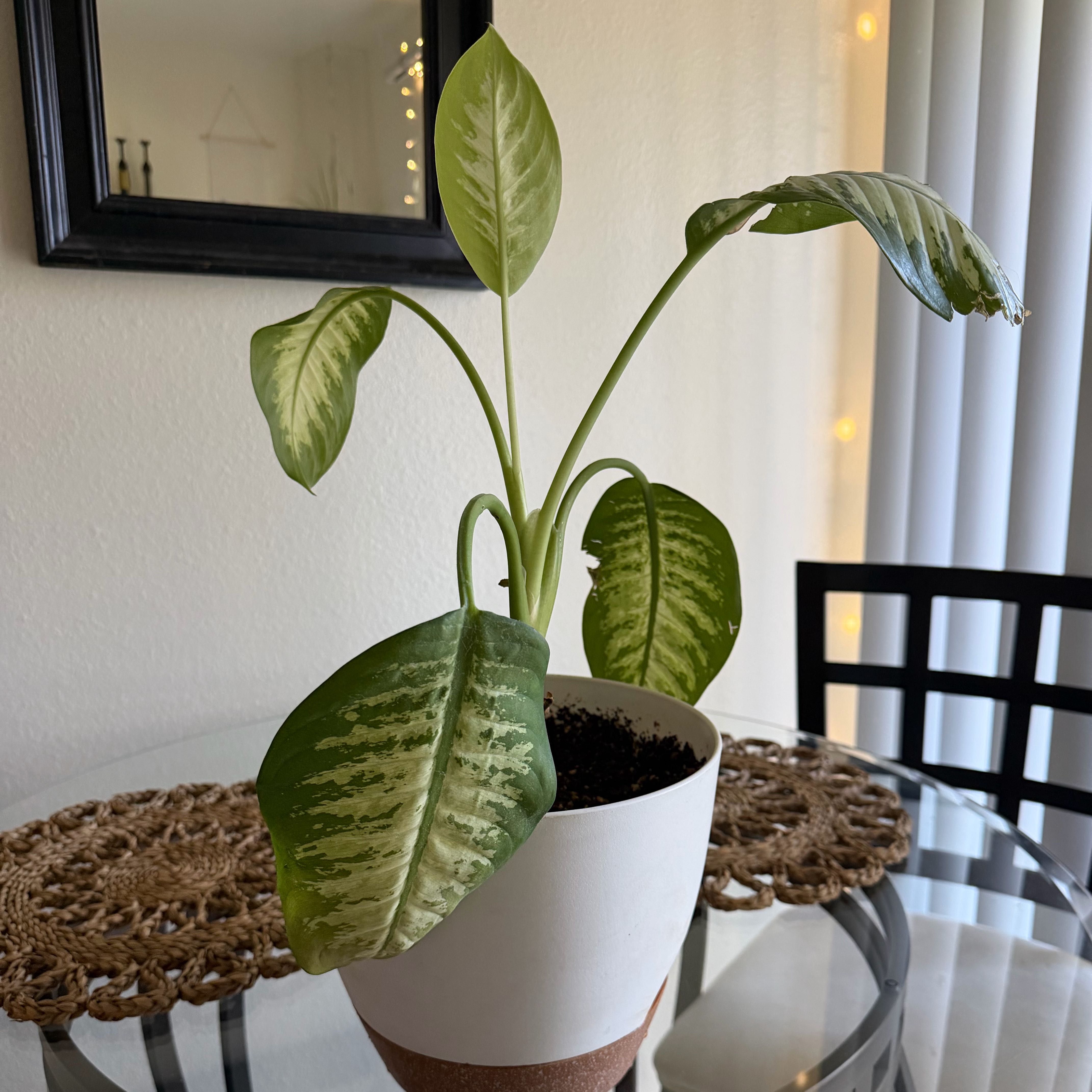 Photo of the plant species Dumb Cane by @YesDuranta97 named Sketchy on Greg, the plant care app