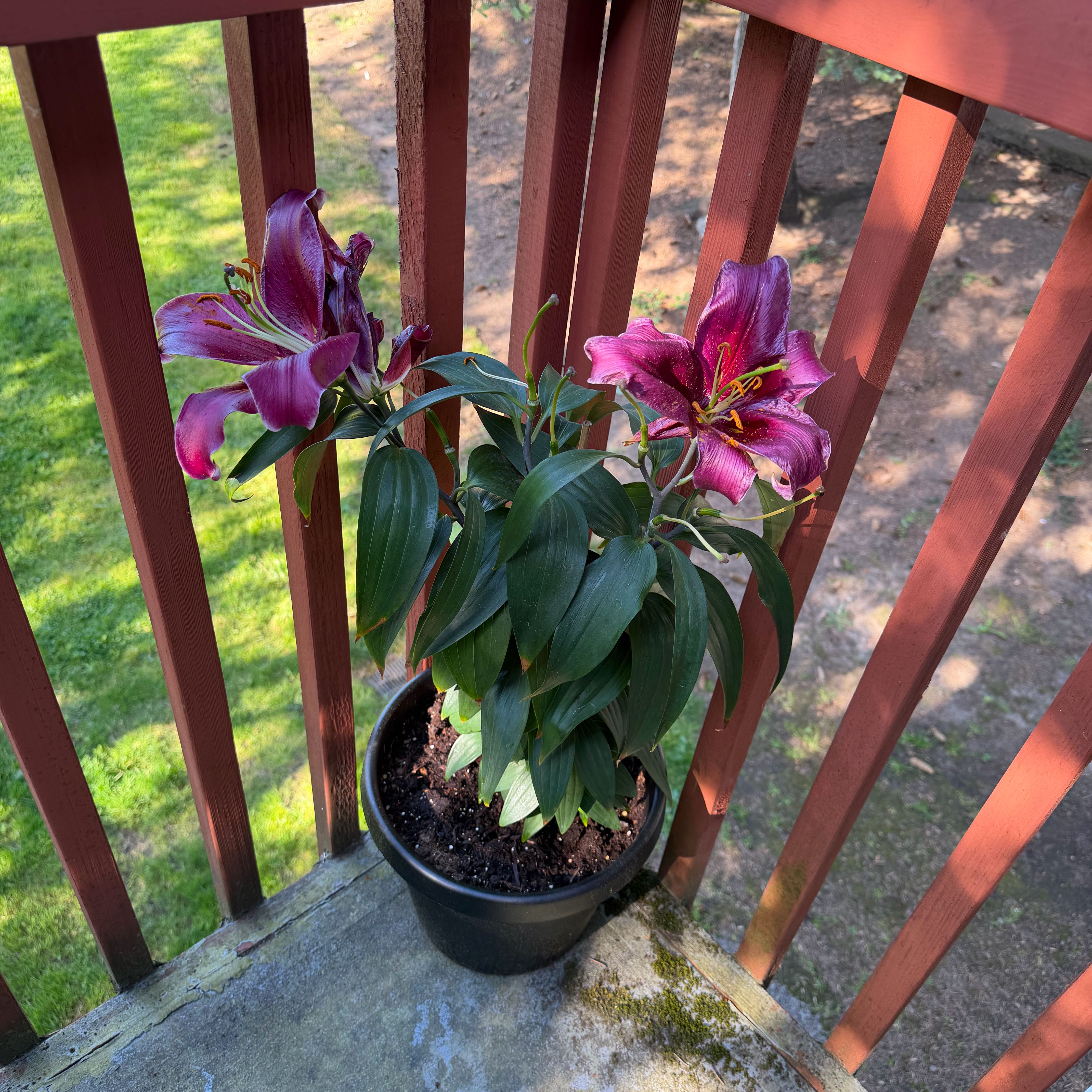 Photo of the plant species Peruvian-Lily by @YesDuranta97 named Sol on Greg, the plant care app