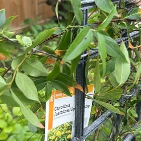 Photo of the plant species Carolina Jessamine by @WinLentil79 named Luna on Greg, the plant care app