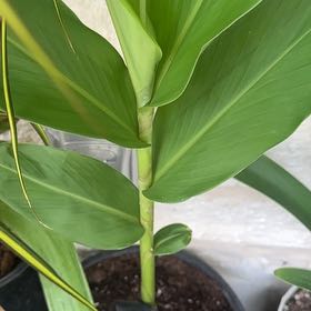 Photo of the plant species Butterfly Ginger by @WinLentil79 named Beyonce on Greg, the plant care app