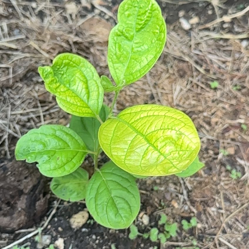Photo of the plant species Black Highbush Blueberry by @WinLentil79 named Bigleef Smalls on Greg, the plant care app
