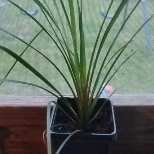 Photo of the plant species Dracaena marginata 'Bicolor' by @FabulousMugwort named Dax on Greg, the plant care app