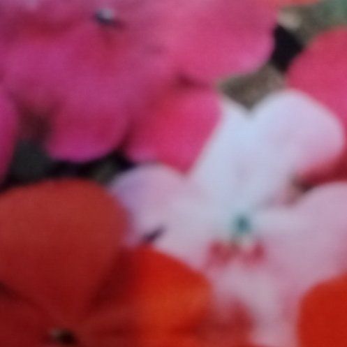 Photo of the plant species Impatiens by @FabulousMugwort named Peter Parker on Greg, the plant care app