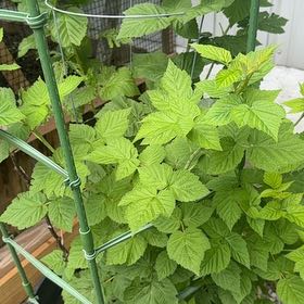 Photo of the plant species Nova Raspberry by @MeekLoquat26 named Dax on Greg, the plant care app