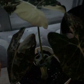 Photo of the plant species Variegated Alocasia frydek by @rosieposiee named Judith Butler on Greg, the plant care app