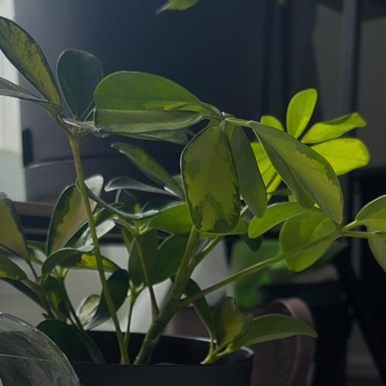 Photo of the plant species Variegated Dwarf Umbrella Tree by @rosieposiee named Charlotte Perkins Gilman on Greg, the plant care app