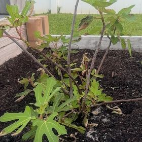 Photo of the plant species Brown Turkey Fig by @GuruJavafern48 named Naomi on Greg, the plant care app