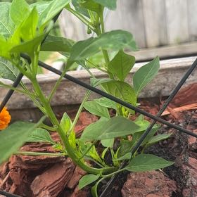 Photo of the plant species Sweet Pepper 'Shishito' by @GuruJavafern48 named Zion on Greg, the plant care app