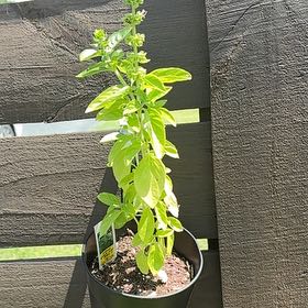 Photo of the plant species Basil 'Sweet Italian Large Leaf' by @ATXPlant named Large Italian basil on Greg, the plant care app