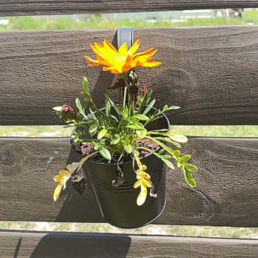 Photo of the plant species Treasureflower by @ATXPlant named Treasure flower on Greg, the plant care app