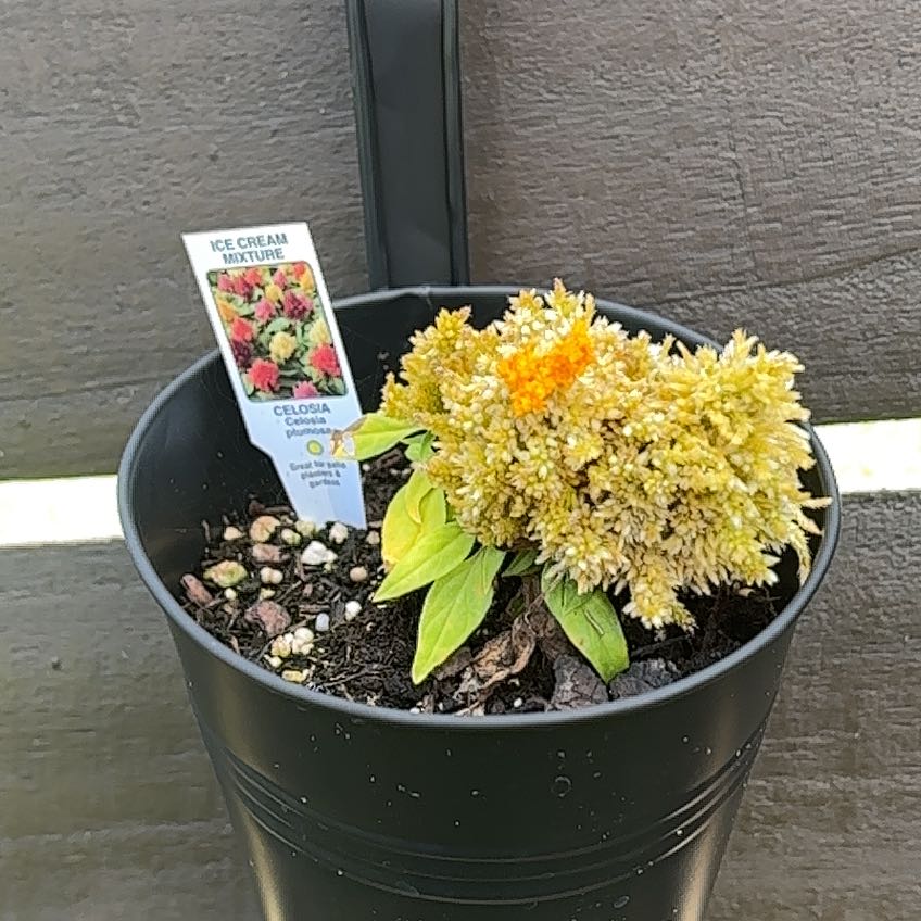 Photo of the plant species Celosia by @ATXPlant named Ice cream Celosia on Greg, the plant care app
