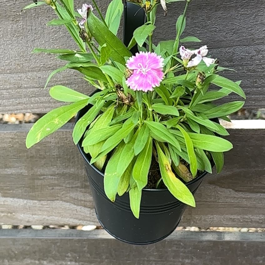 Photo of the plant species Dianthus 'Pink Kisses' by @ATXPlant named Telstar pink on Greg, the plant care app
