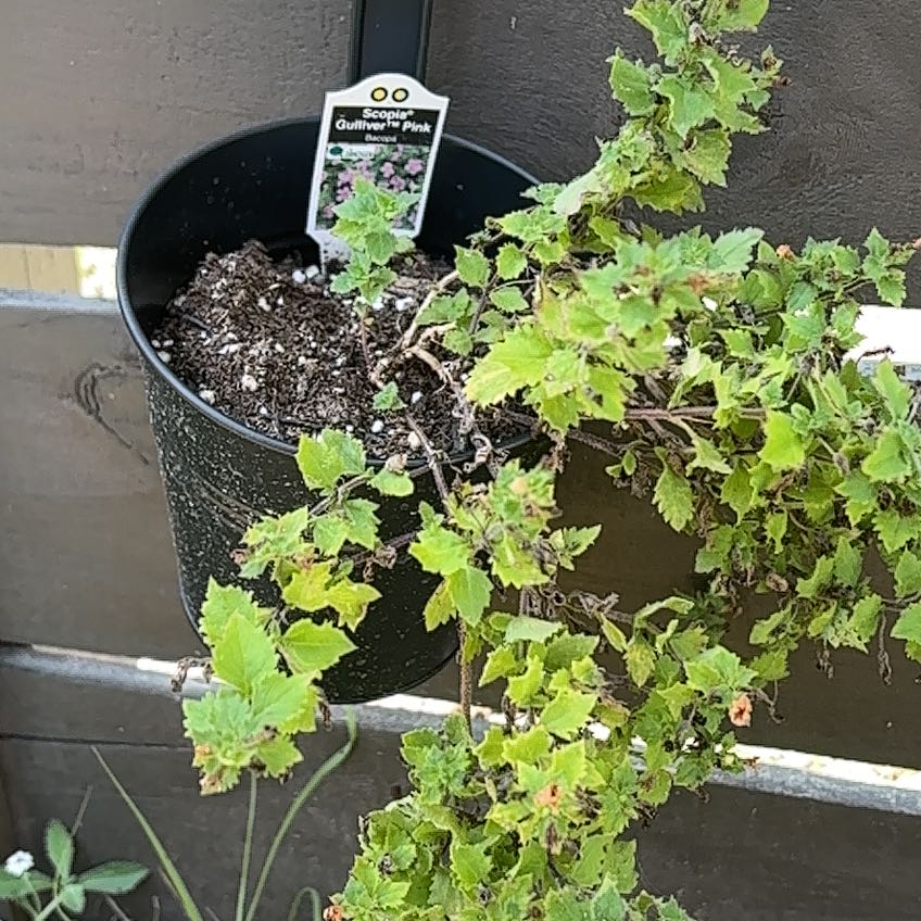 Photo of the plant species Bacopa 'Scopia Gulliver Pink' by @ATXPlant named Curie on Greg, the plant care app