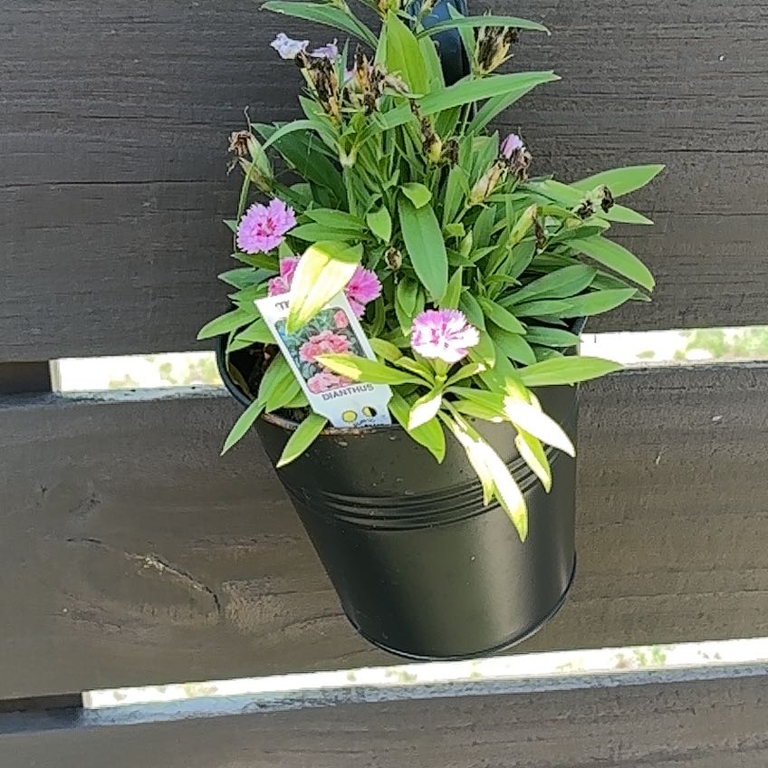 Photo of the plant species Dianthus 'Pink Kisses' by @ATXPlant named Telstar pink 2 on Greg, the plant care app