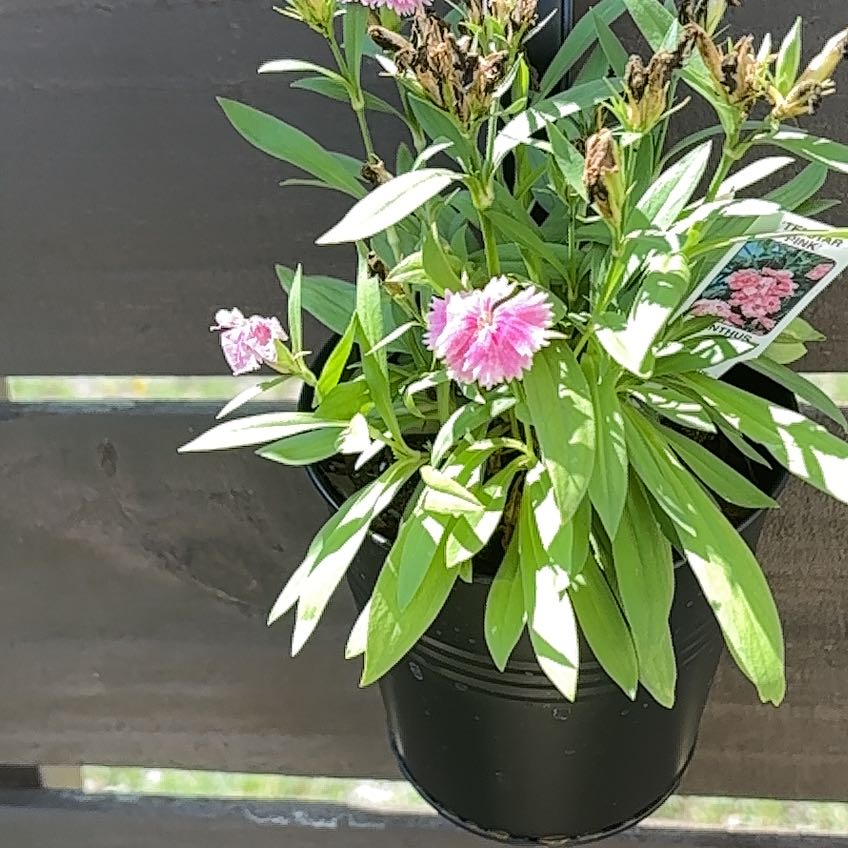 Photo of the plant species Dianthus 'Pink Kisses' by @ATXPlant named Telstar pink 3 on Greg, the plant care app
