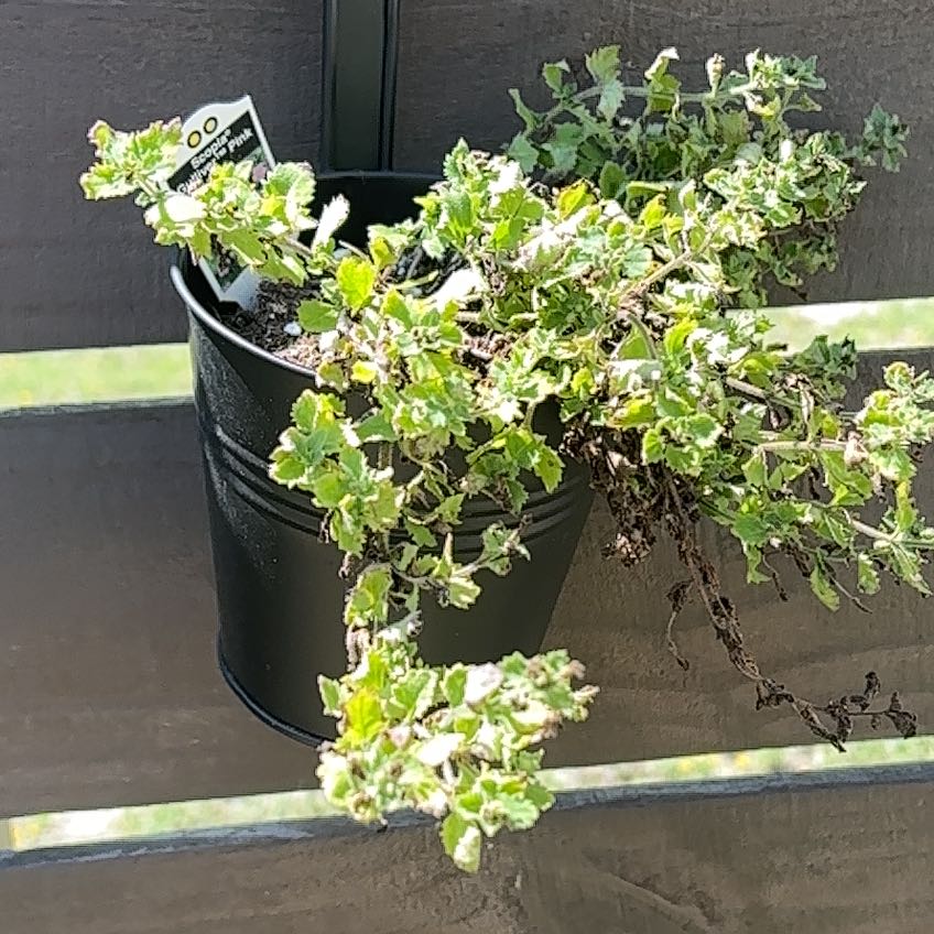 Photo of the plant species Bacopa 'Scopia Gulliver Pink' by @ATXPlant named Cleopatra on Greg, the plant care app