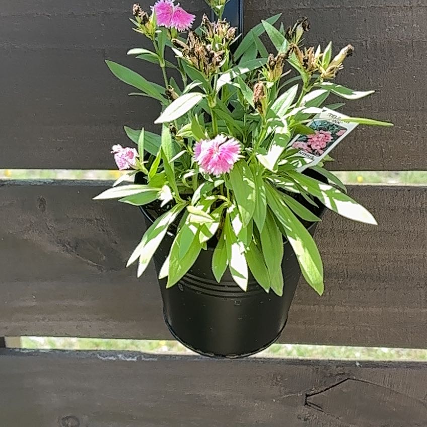 Photo of the plant species Dianthus 'Dianne' by @ATXPlant named Marley on Greg, the plant care app