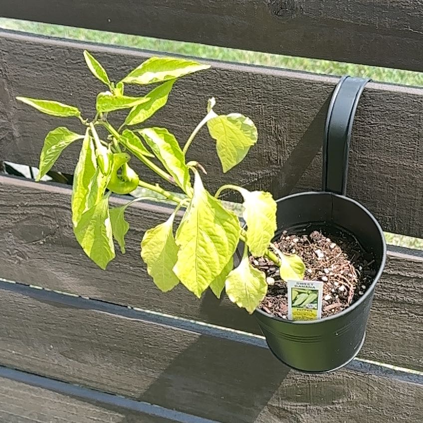 Photo of the plant species Sweet Banana Pepper by @ATXPlant named Banana Pepper on Greg, the plant care app