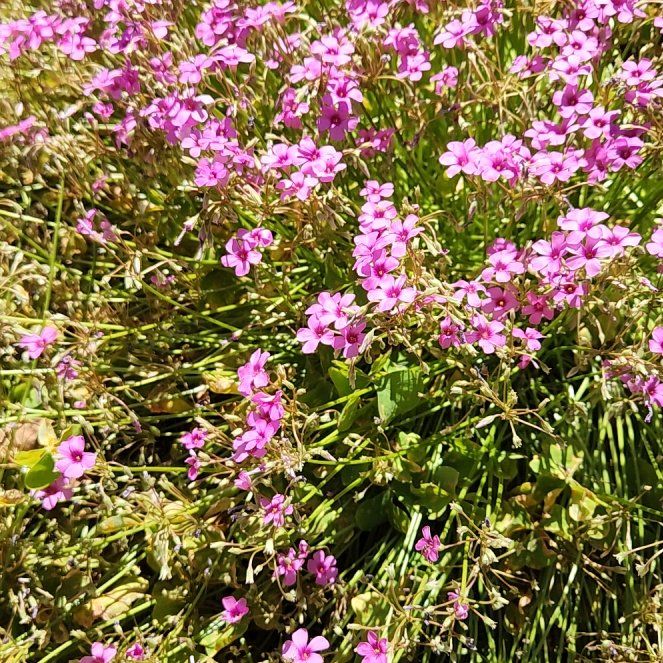 Photo of the plant species Jointed Woodsorrel by @diannamae260 named Not Pink Clovers on Greg, the plant care app