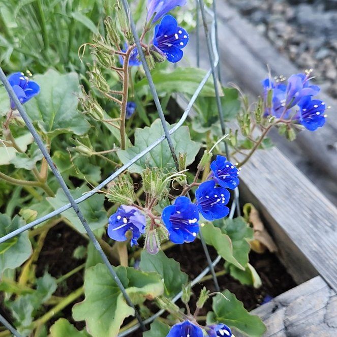 Photo of the plant species Desertbells by @diannamae260 named Denali on Greg, the plant care app
