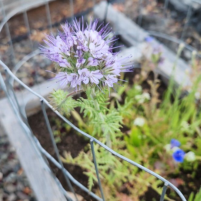Photo of the plant species Phacelia by @diannamae260 named Fernie Saunders on Greg, the plant care app