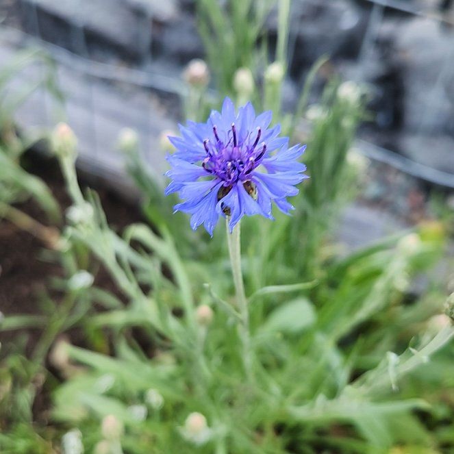 Photo of the plant species Cornflower by @diannamae260 named Sherlock on Greg, the plant care app