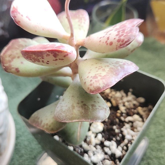 Photo of the plant species Andromischus Triflorus by @diannamae260 named Calico Hearts on Greg, the plant care app