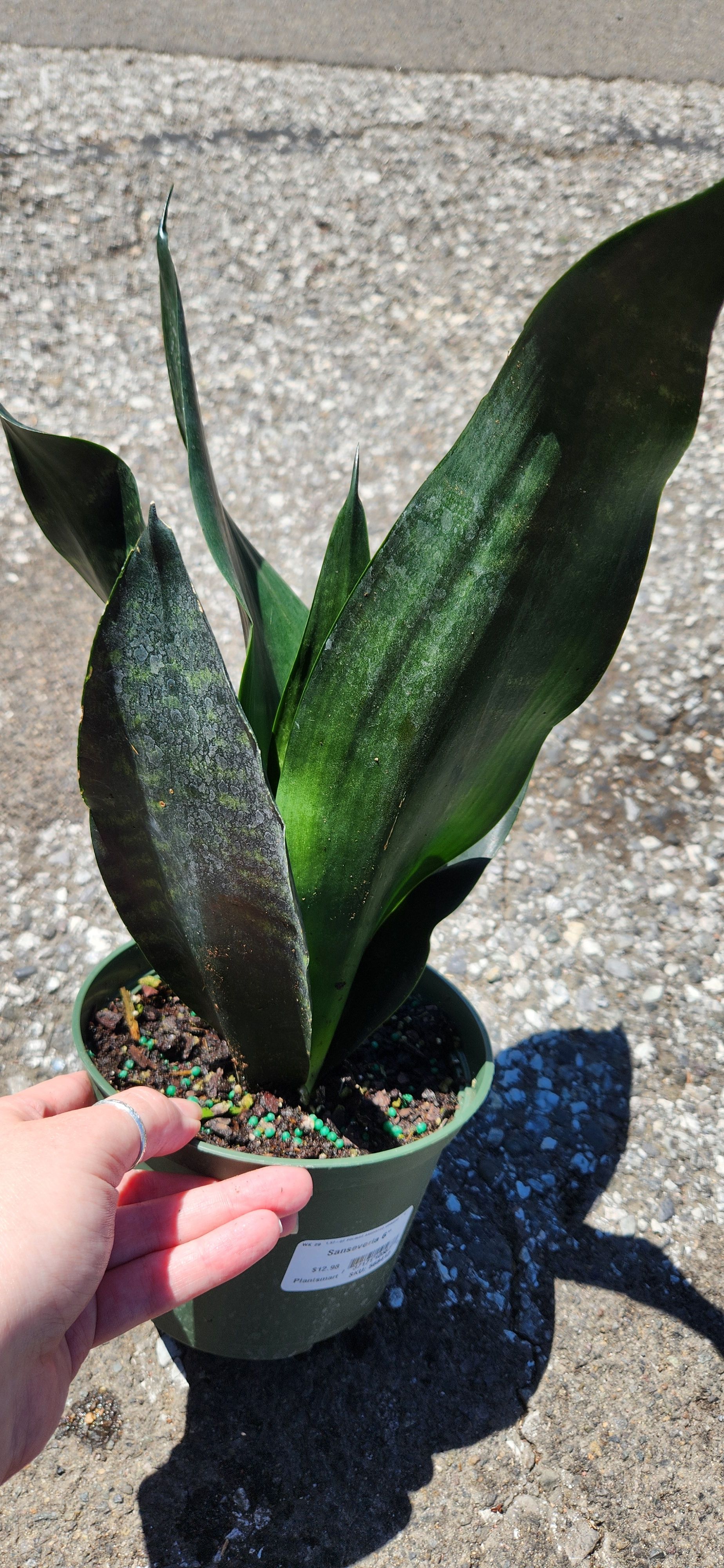 Photo from the post