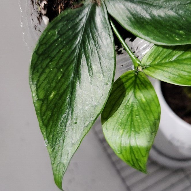Photo of the plant species Fishtail Hoya by @diannamae260 named Hoya Polyneura on Greg, the plant care app