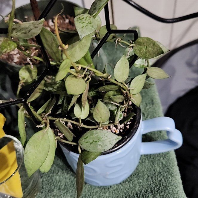 Photo of the plant species Hoya krohniana by @diannamae260 named Super Silver on Greg, the plant care app