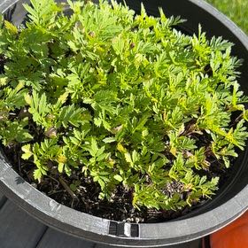 Photo of the plant species Marigold by @ZingMountain23 named Osmo on Greg, the plant care app