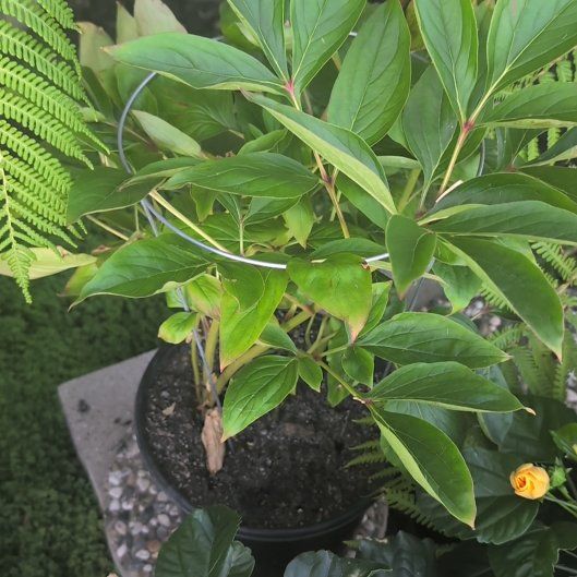 Photo of the plant species Chinese Peony by @LightAposeris3 named Sol on Greg, the plant care app