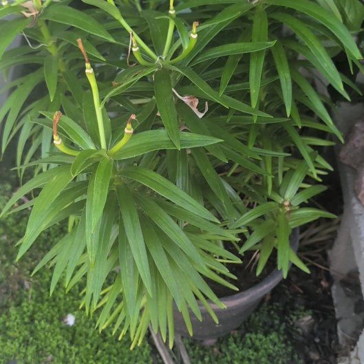 Photo of the plant species Tiger Lily by @LightAposeris3 named Willow on Greg, the plant care app