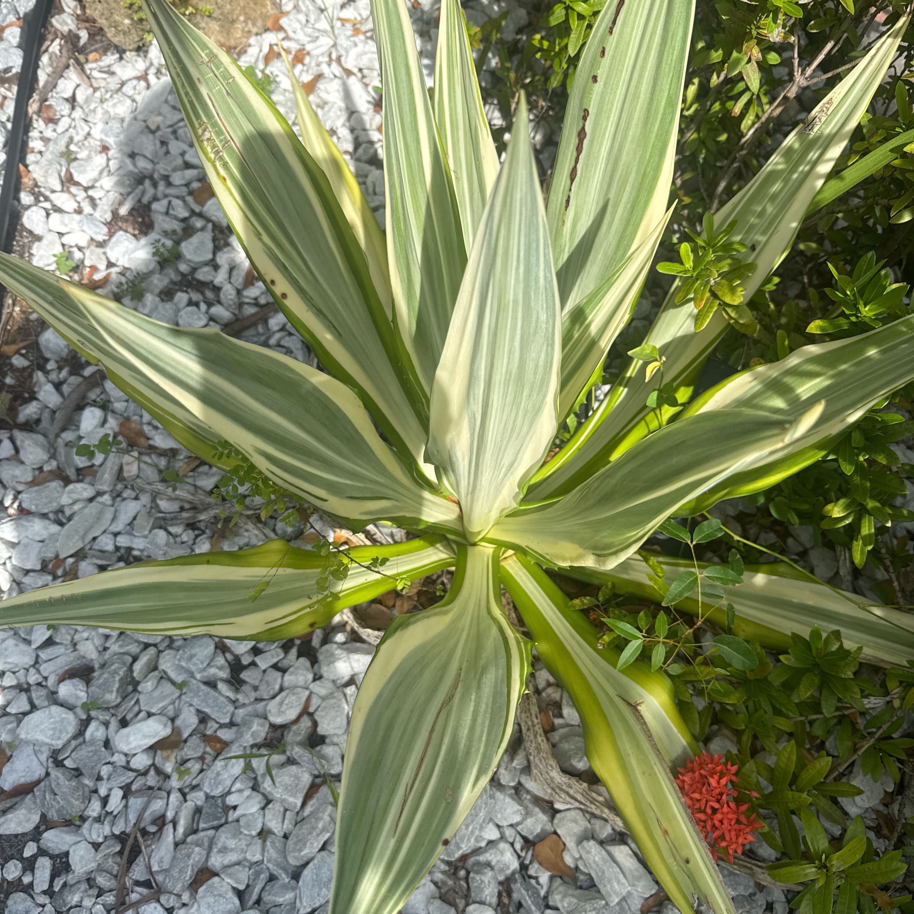 Photo of the plant species California False Hellebore by @SoulmateCoconut named Keanu Leaves on Greg, the plant care app