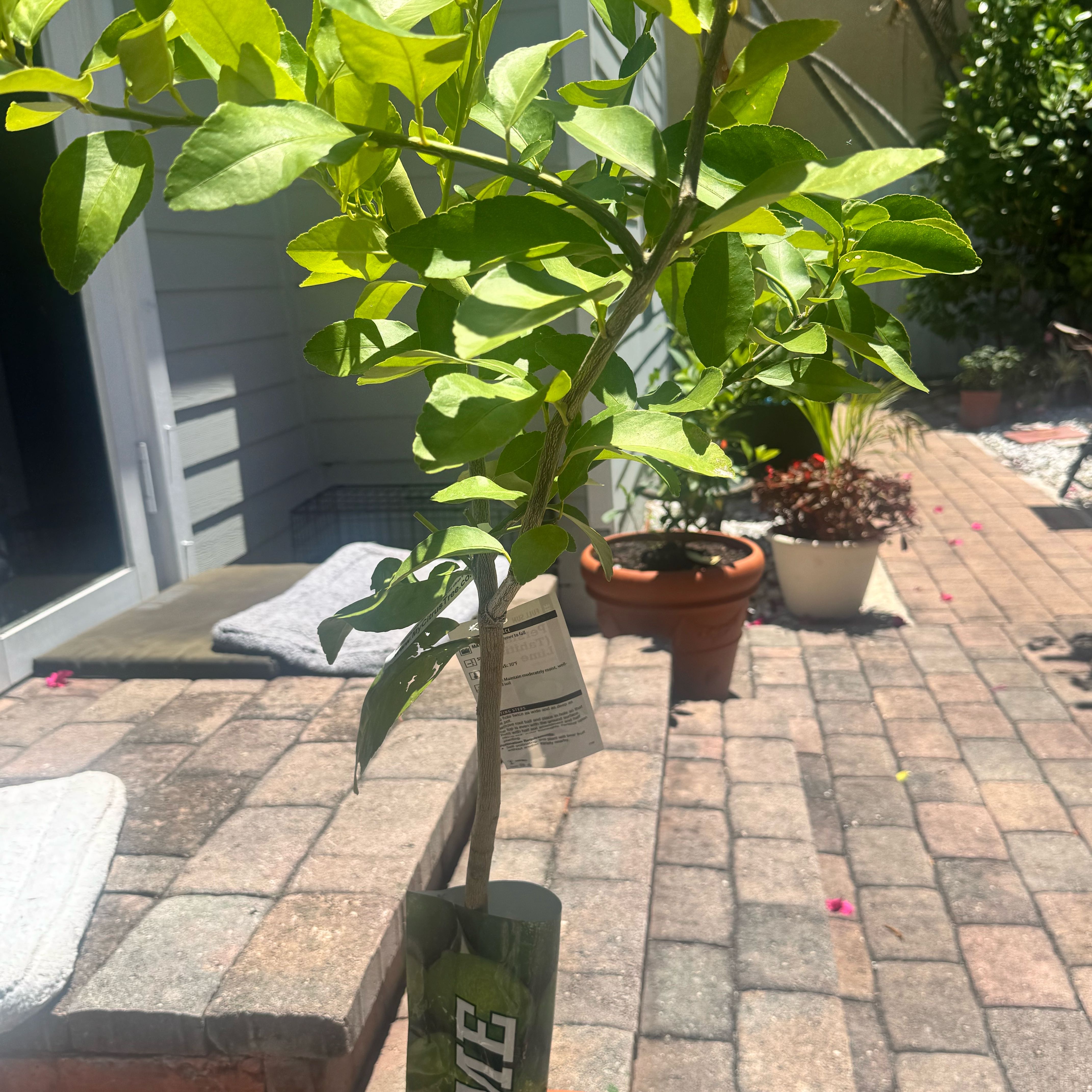 Photo of the plant species Persian Lime by @SoulmateCoconut named Anne on Greg, the plant care app