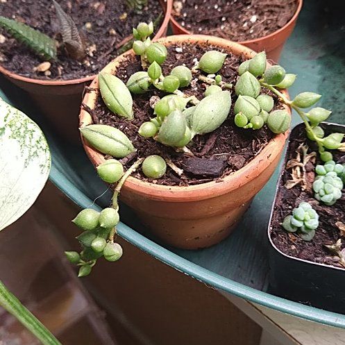 Photo of the plant species String of Tears by @VipPitayita45 named Achilles on Greg, the plant care app