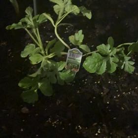 Photo of the plant species Watermelon by @PetCyclamen57 named Harmony on Greg, the plant care app
