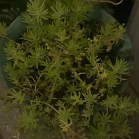 Photo of the plant species Annual Stonecrop by @PetCyclamen57 named LiloStitch on Greg, the plant care app