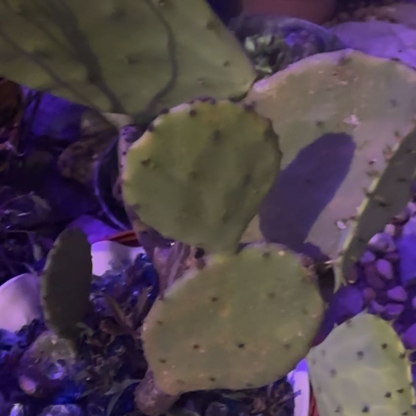 Photo of the plant species Erect Prickly Pear by @PetCyclamen57 named Mochi on Greg, the plant care app