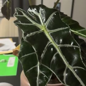 Photo of the plant species Arum Italicum by @FireballAgave73 named Gaga on Greg, the plant care app