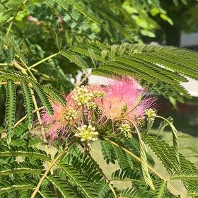 Photo of the plant species Albizia Julibrissin by @FireballAgave73 named Prince on Greg, the plant care app