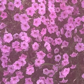 Photo of the plant species Royal Mallow by @FireballAgave73 named Terra on Greg, the plant care app