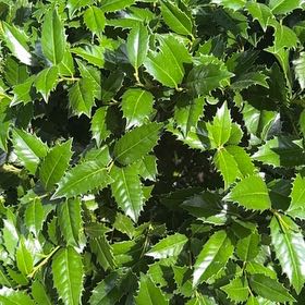 Photo of the plant species American Holly by @FireballAgave73 named Pax on Greg, the plant care app