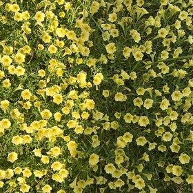 Photo of the plant species Redsepal Evening Primrose by @FireballAgave73 named Walt on Greg, the plant care app
