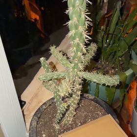 Photo of the plant species Cane Cholla by @SteamyBlue47 named Cross cactus on Greg, the plant care app